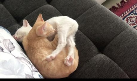 Pets are power of peace ... lovely kittens movements must...