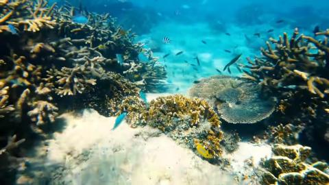 Swim with the fishes