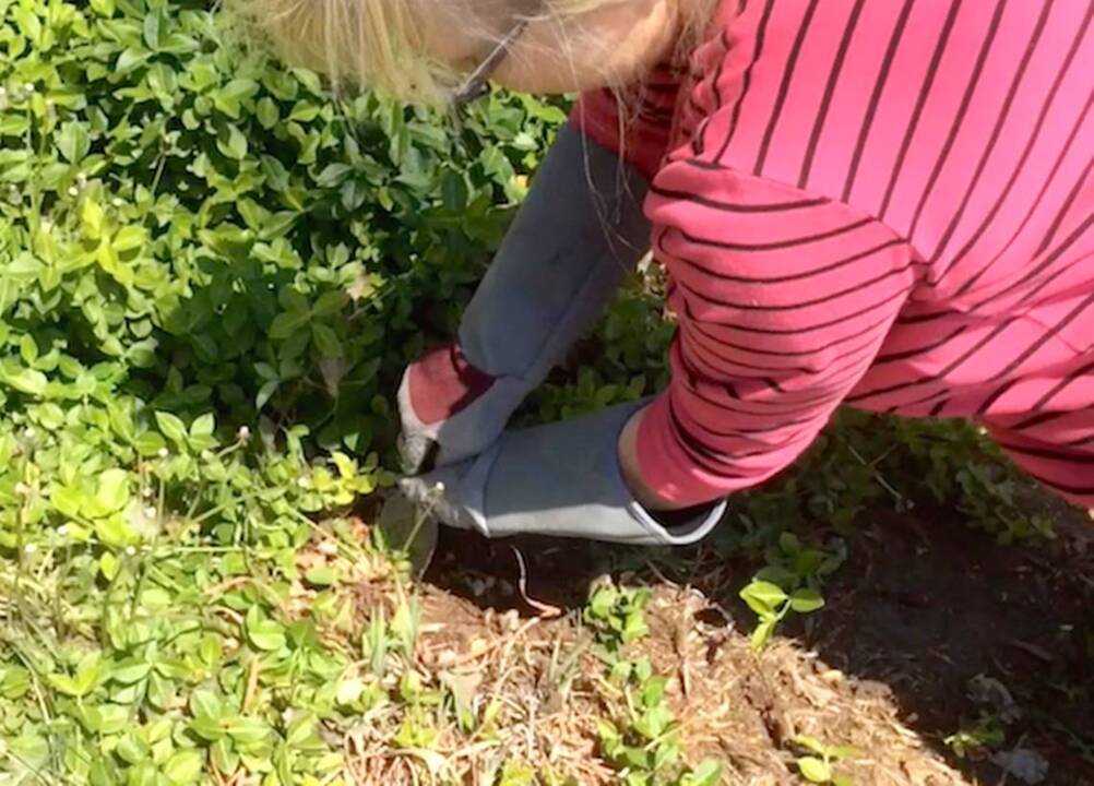 How to dig up dandelions The State