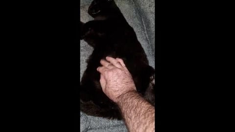 Belly up, Thor is amazing