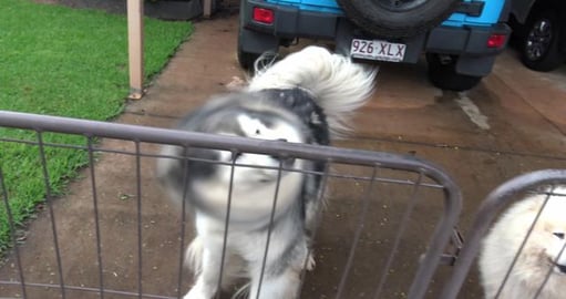 Malamute Nala Girl was very happy to see us
