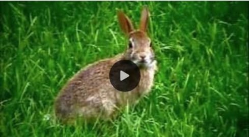 Our new Bunny Mower .... cuts the grass, pulls the weeds ...