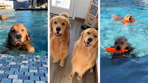 The Last Swim of the Year