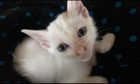 My Timmy Cat Love to sit in my lap_Part 12