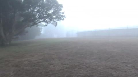 Husky walk in thick fog, hate to drive in this