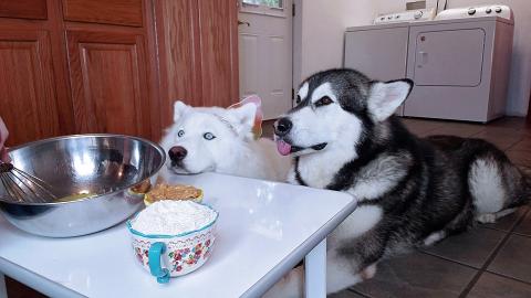 Malamute & Husky Help Make Dog Friendly Donuts
