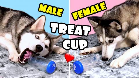Funny Difference Between Male and Female Huskies Trying T...