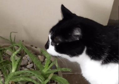 Happy the Cat Complains