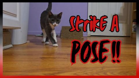 Kitty Notices Camera