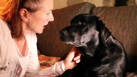 Kissing Percy The Labrador