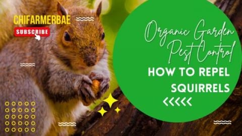 How To Get Rid of Squirrels In A Garden | Squirrel Repell...