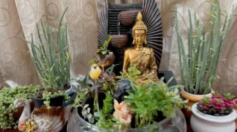 BONSAI PLANTS IN MY GARDEN 