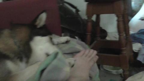 Tenterfield terrier doesn't want her bone she want Malamu...