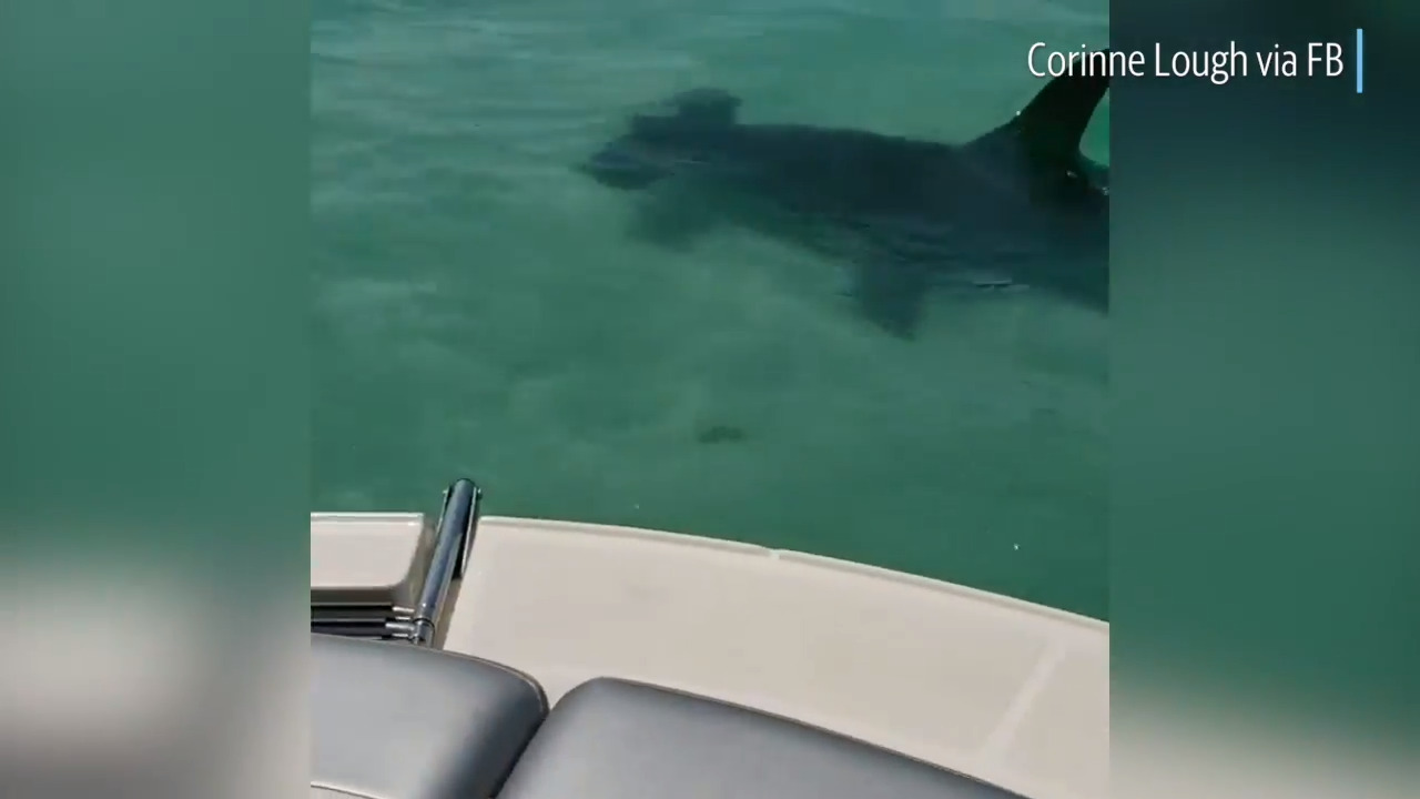 Hammerhead shark spotted off Anna Maria Island Bradenton Herald