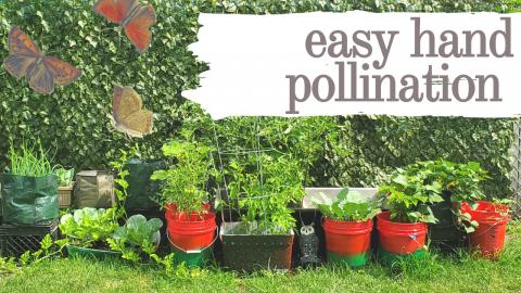 Hand Pollination | How To Boost Your Harvest | Pollinatin...