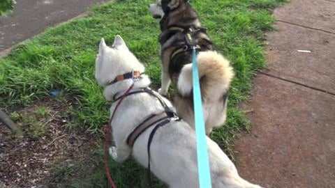 Found a lost phone, discovered a plane crash & Eddie hurt...