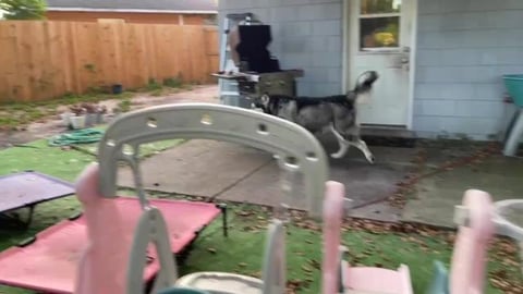 Tonka Clearly Tell’s Me What He Wants!