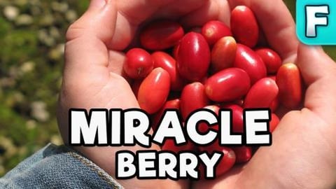 Miracle Berry | Fruits You've Never Heard Of