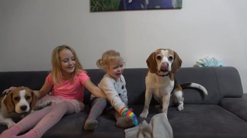 Beagle Dogs Are always Eager to Please Us