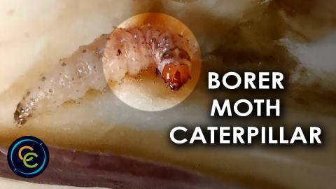 Eggplant fruit and shoot borer moth larva, or caterpillar...
