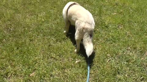 My Cousin is visiting from Bundaberg, Husky's show off ne...