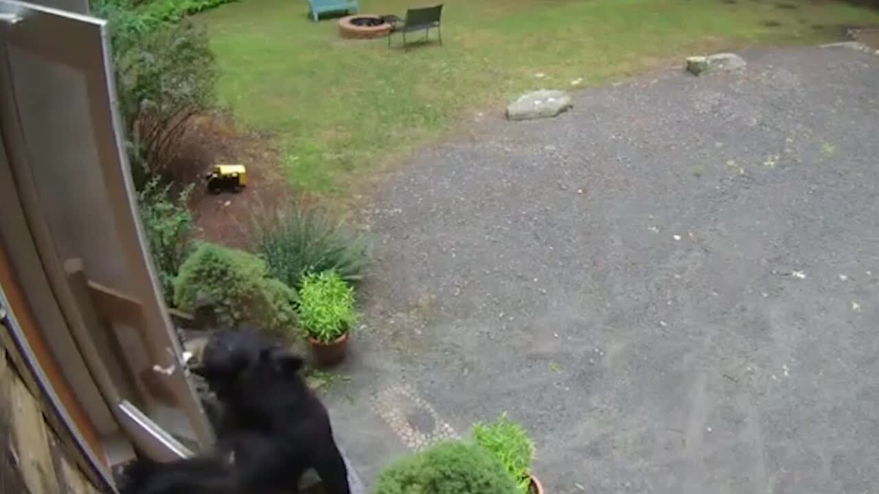 Bear attacks woman heading to check her mail in New Jersey - CBS News