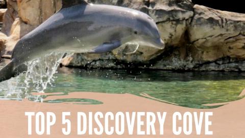 Discovery Cove Top 5