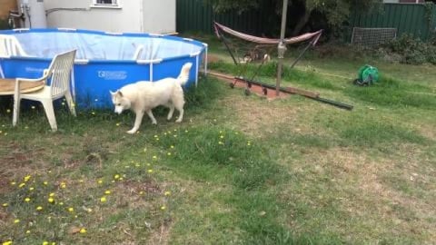 Husky & Malamute update Uncle Pa Co on veggie patch