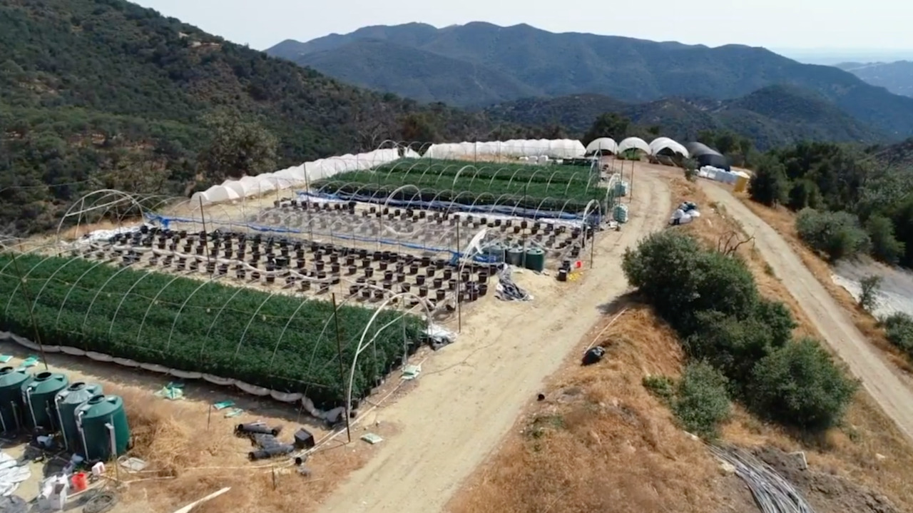 Morro Bay CA selects two cannabis businesses for retail shops San