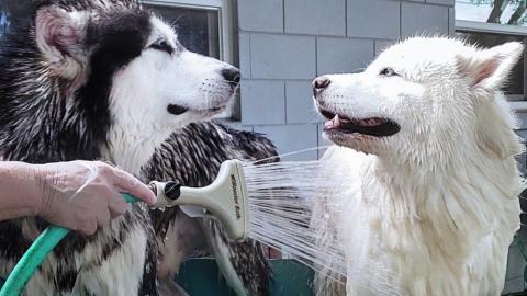 Malamute Is Comforted By Sweet Husky During Bath | He HAT...