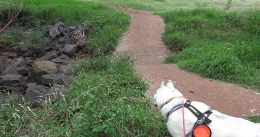 Husky desperate to get in the creek on hot mornings walk