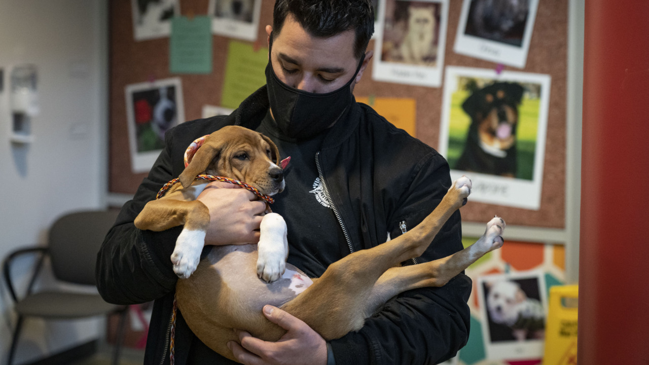 Shelter Dog Named 'Jake From State Farm' Gets Adopted