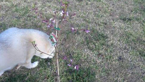 Husky holes and a baby peach