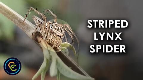 Unique and interesting striped lynx spider on a plant ste...