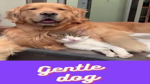 very friendly dog :)