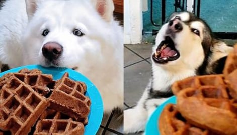Cooking Carrot Cake Waffles With Malamute & Husky