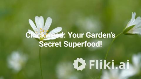 Chickweed: Your Garden's Secret Superfood!