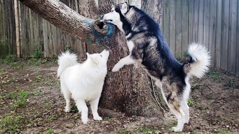 Husky VS Malamute Treasure Scent Hunt | Who Will Win?