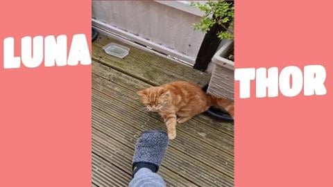 I am so grumpy today Elvis doesn't like shoes 