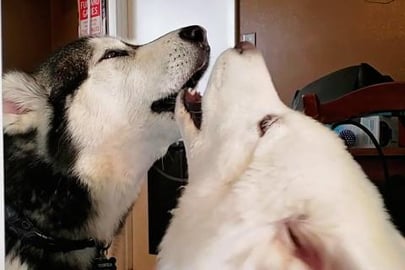 My Dogs Argue About Who Loves Me More