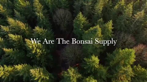 Guide to Desert Rose Bonsais- Species, Care, Propagation,...