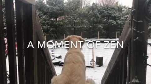 A moment of Zen with Lola the English Cream Golden Retrie...