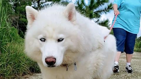 Can Huskies Be Good Service Dogs? | Sweetest Husky Ever H...