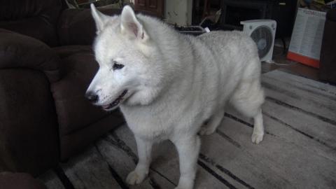 Guinea Pigs got tomatoes, Husky doesn't miss out