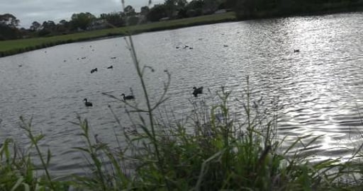 Waterbirds and mum, dad and 5 little ones