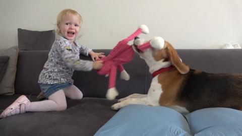 How Nicely Beagle Dogs Can Play with Kids