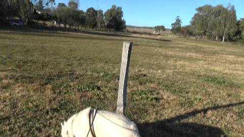 Husky visits Greenmount village