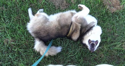 Husky girl wants to chase whilst boy wants to roll