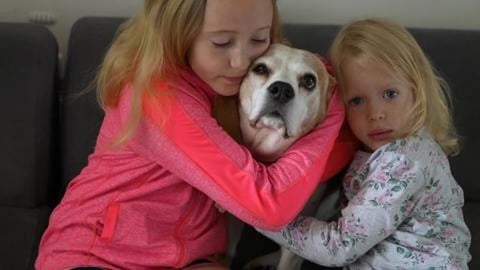 Our family welcoming beagle Charlie after surgery