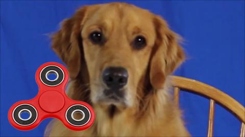Talking Golden Retriever Dog Loves His Fidget Spinner!